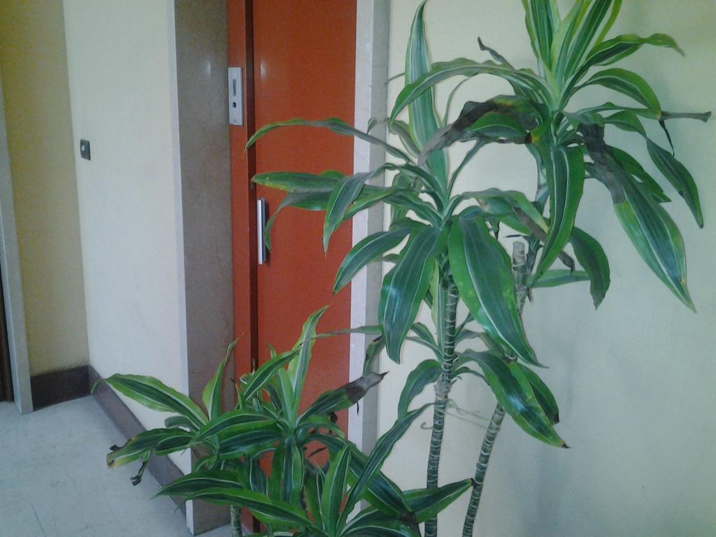 Olimpica Relais Guest House Rome Exterior photo